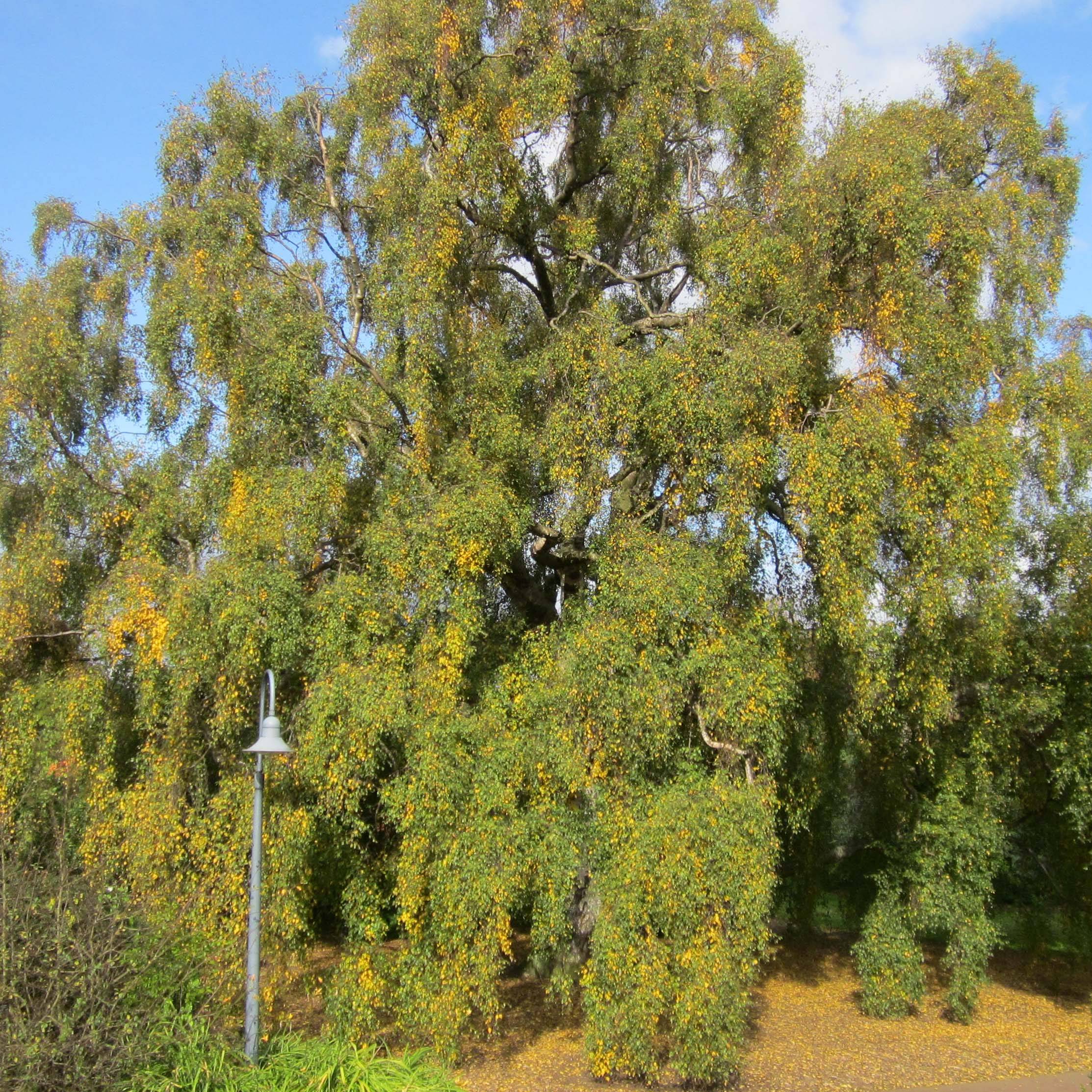 Betula pendula Tristis - Bouleau pleureur Pot de 2L/3L - Image 1
