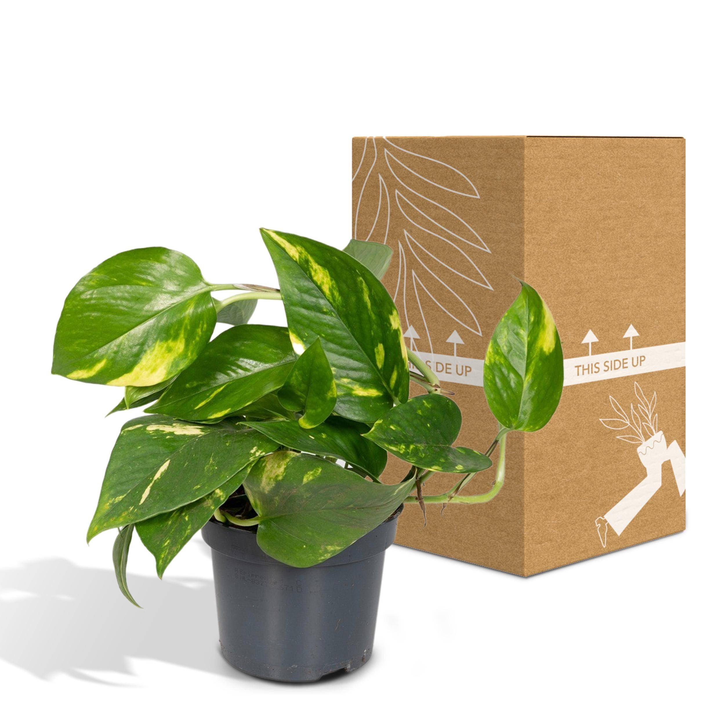 La Green Touch - Epipremnum Aureum Scindapsus  h25cm 25cm - Plante d'intérieur- La Green Touch - Image 5