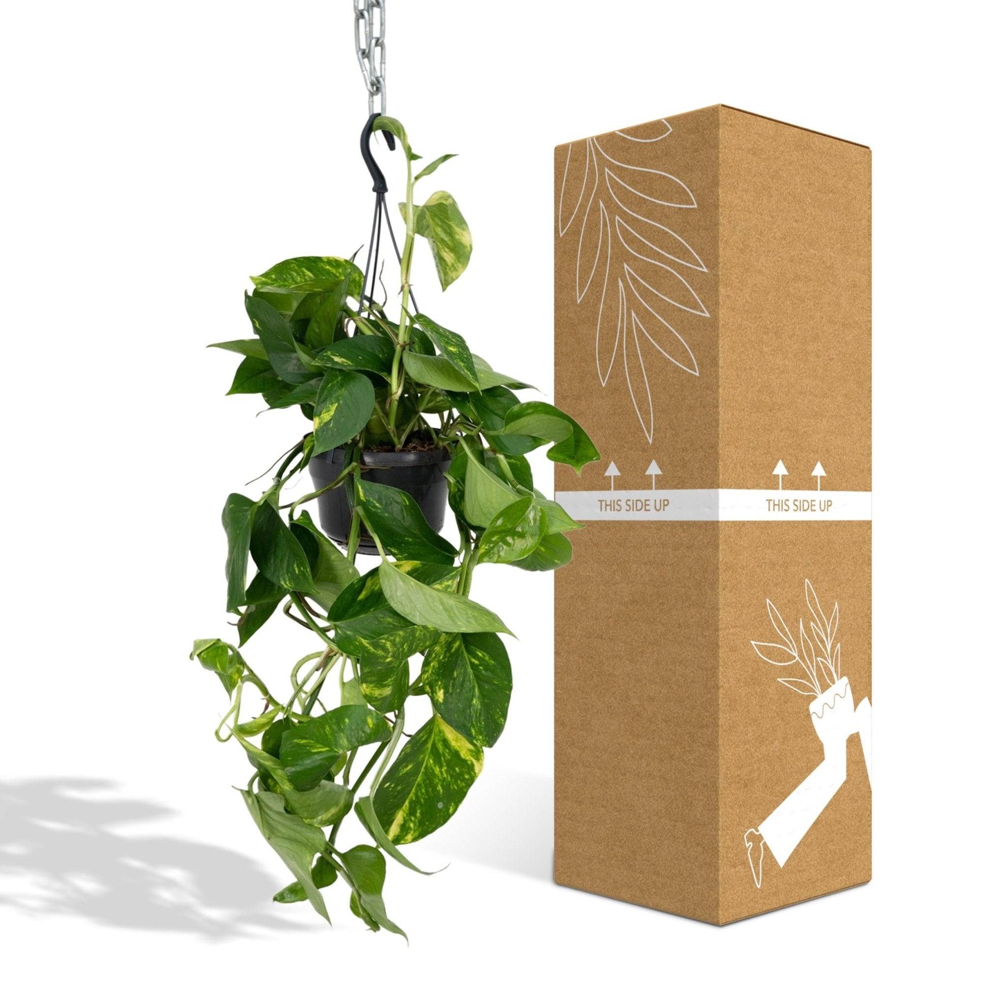 Epipremnum Aureum Scindapsus  h25cm 25cm - Plante d'intérieur- La Green Touch - Image 3