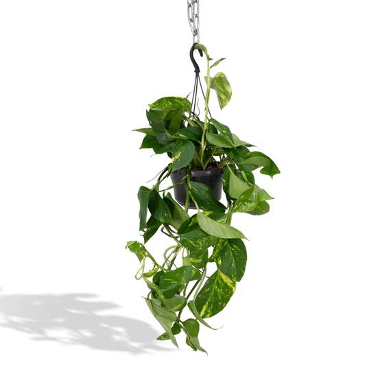 Epipremnum Aureum Scindapsus h25cm 25cm - Plante d'intérieur- La Green Touch - Image 1