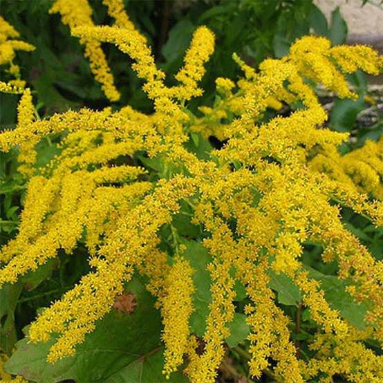 Solidago Gold King - Verge d'or Godet de 7/8 cm