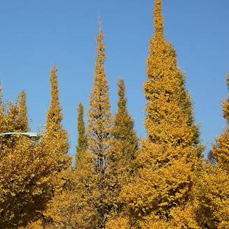 Ginkgo biloba Eiffel Pot de 30L/35L