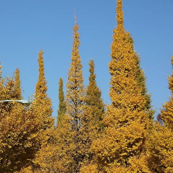 Ginkgo biloba Eiffel Pot de 30L/35L - Image 1