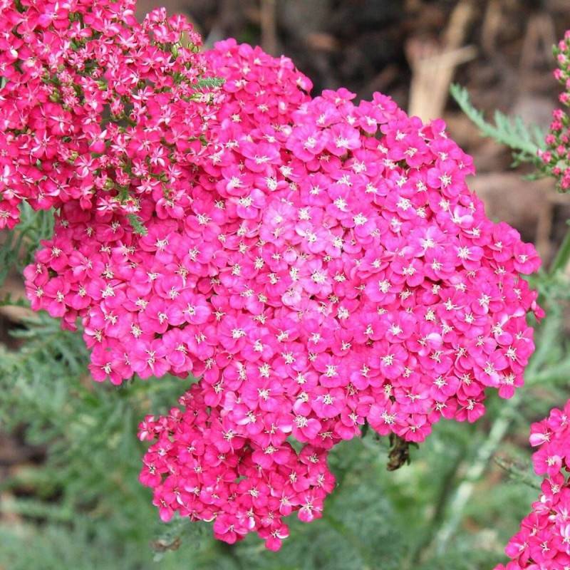 Achillée millefeuille Braise à fleurs Rouge - feuillage Caduc - Godet - 5/20 cm-  hauteur à maturité De 0,50 m à 1,00 m - Image 1