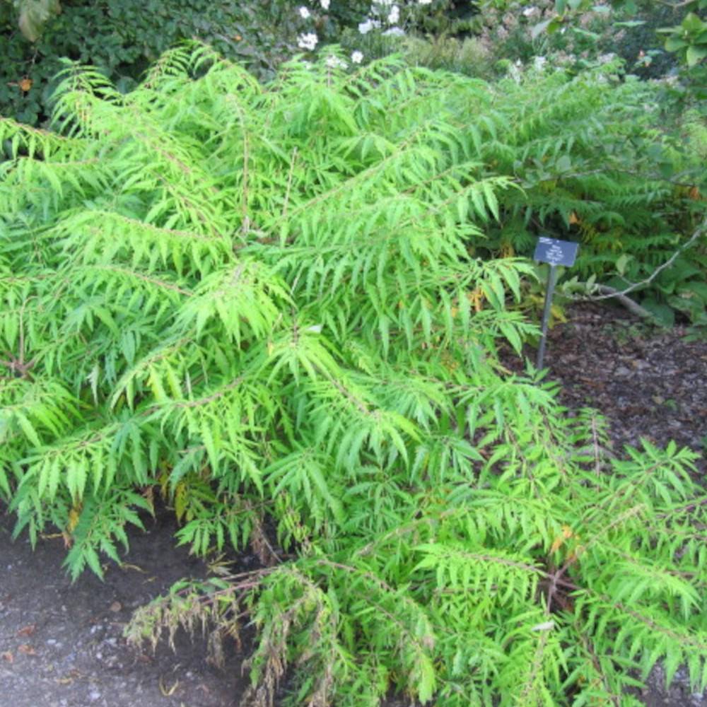 Sumac de Virginie Dissecta, Rhus - Pot de 5L - Touffe