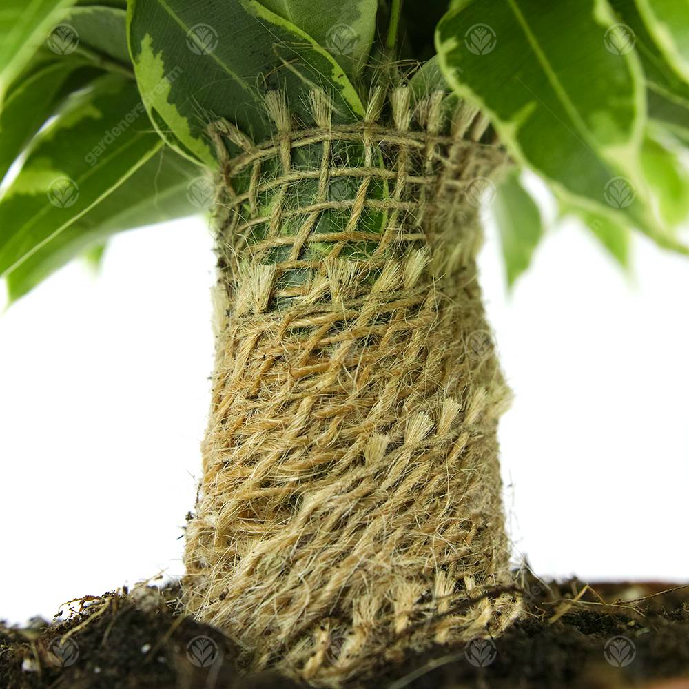 Gardenersdream - Ficus Benjamina Panaché Kinky Figuier Pleureur Plante De Maison D'Intérieur En Pot 14 Cm - GardenersDream - Image 3