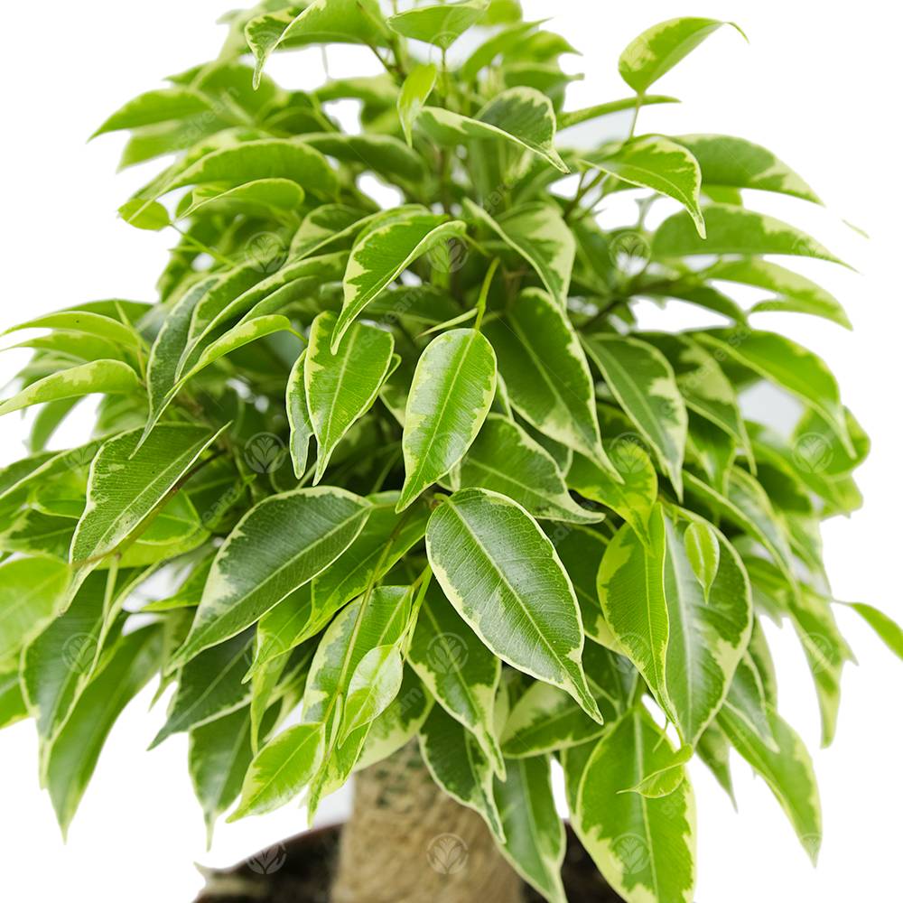 Gardenersdream - Ficus Benjamina Panaché Kinky Figuier Pleureur Plante De Maison D'Intérieur En Pot 14 Cm - GardenersDream - Image 2