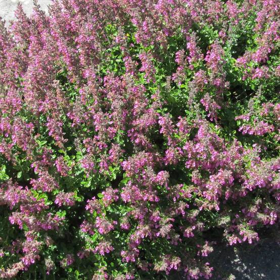 Germandrée Petit-Chêne - Sans traitement à fleurs Rose - feuillage Caduc - Lot de 5 godets- hauteur à maturité De 0,15 m à 0,50 m