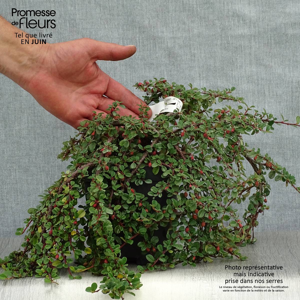 Promesse de Fleurs - Cotoneaster dammeri Evergreen - Cotoneaster de Dammer Pot de 2L/3L - Image 2