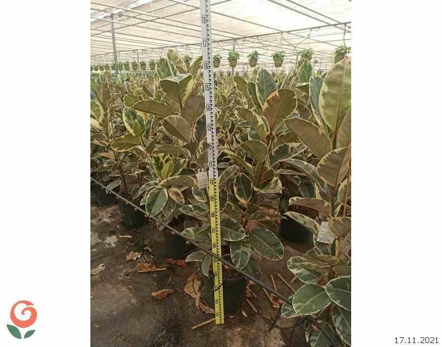 Sans Marque - Ficus elastica 'Tineke' (Caoutchouc panaché) Taille:Pot de 25L - 150/175cm - Image 1