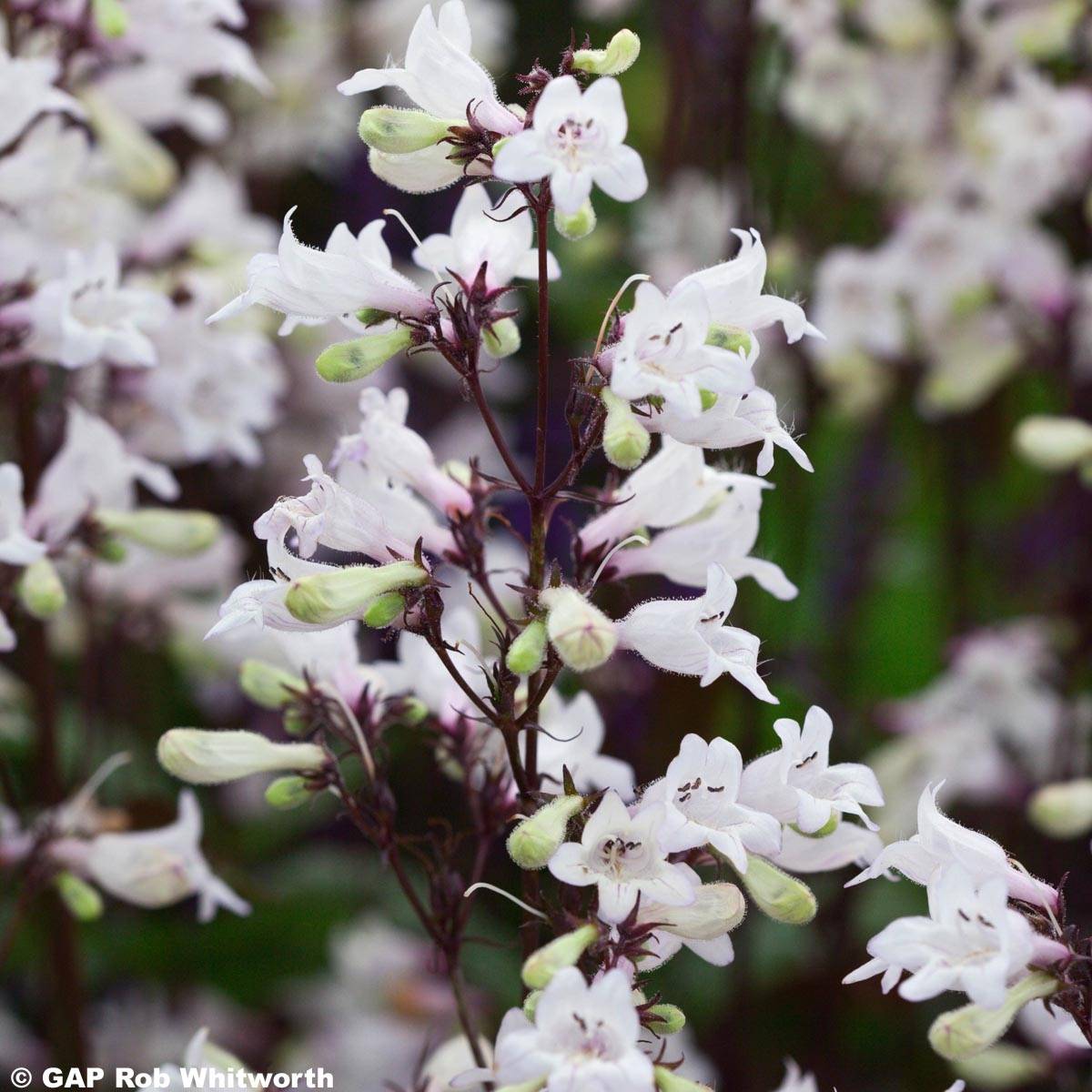 Promesse de Fleurs - Penstemon hybride Husker Red - Galane Pot de 2L/3L