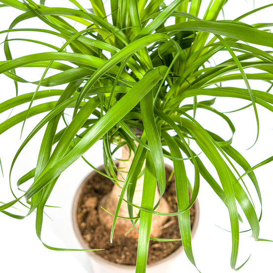 Beaucarnea Recurvata Tige - D27 H110cm - Image 5