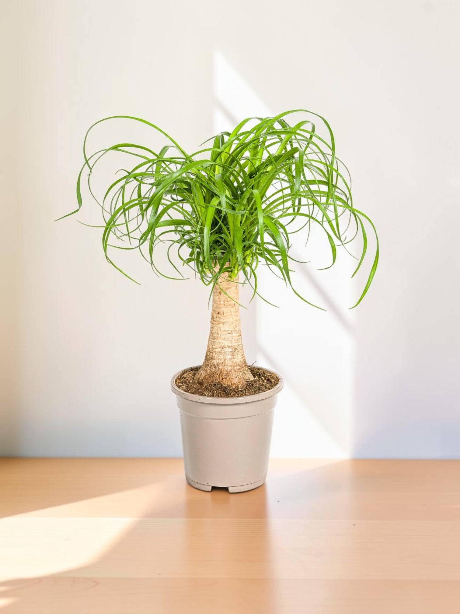 Beaucarnea Recurvata Tige - D27 H110cm