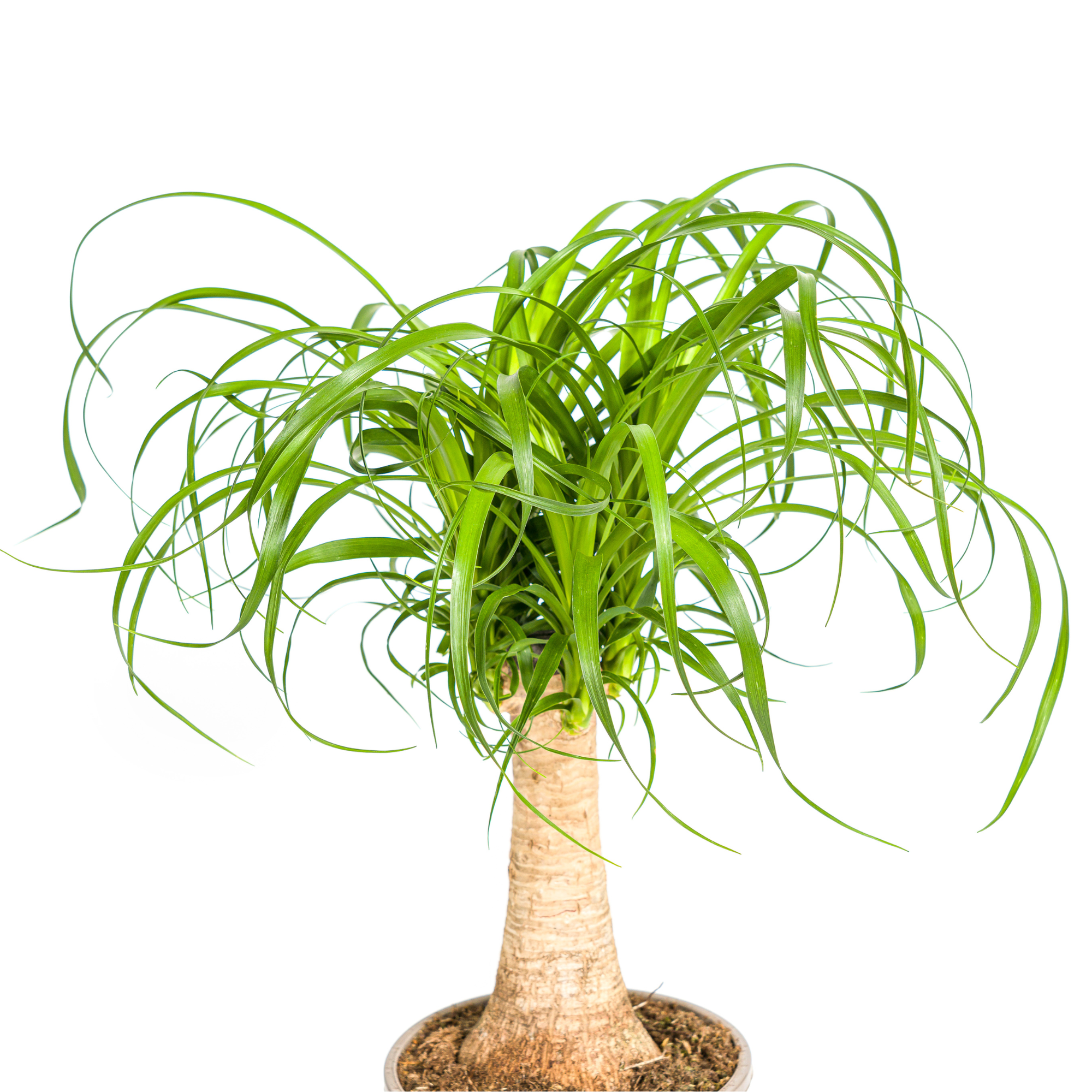 Beaucarnea Recurvata Tige - D27 H110cm - Image 3