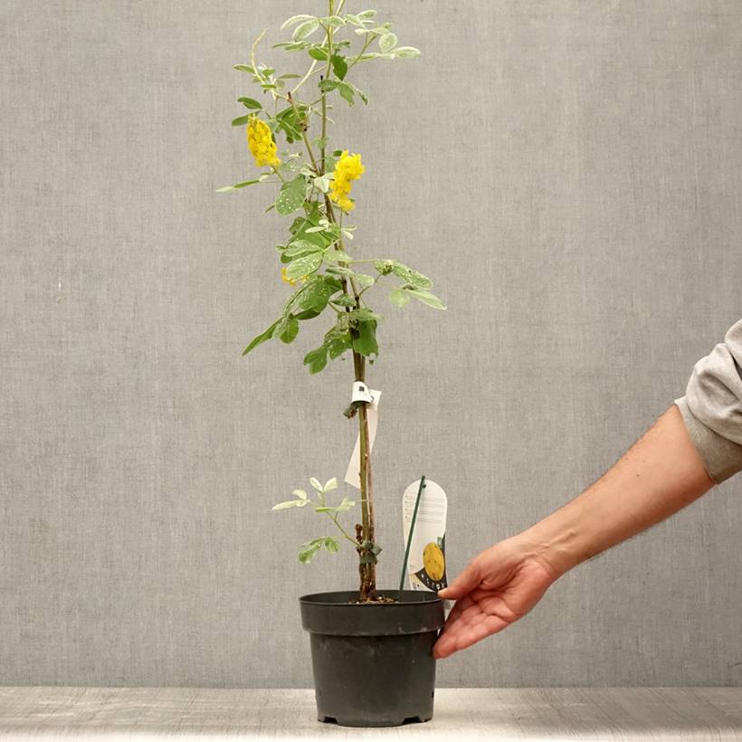 Promesse de Fleurs - Genêt ananas - Cytisus battandieri Pot de 3L/4L - Image 2