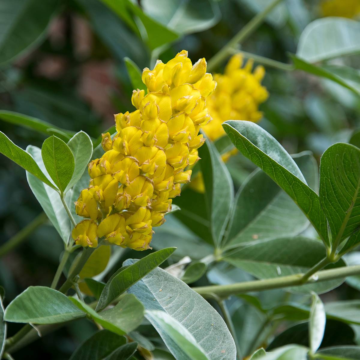 Promesse de Fleurs - Genêt ananas - Cytisus battandieri Pot de 3L/4L - Image 1