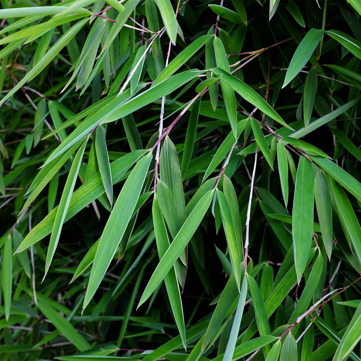 Promesse de Fleurs - Fargesia nitida Gansu - Bambou non traçant Pot de 7,5L/10L - Image 1