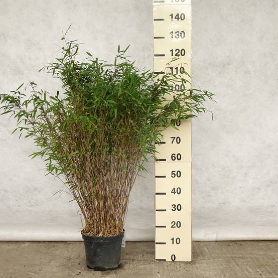 Promesse de Fleurs - Fargesia nitida Gansu - Bambou non traçant Pot de 7,5L/10L - Image 2