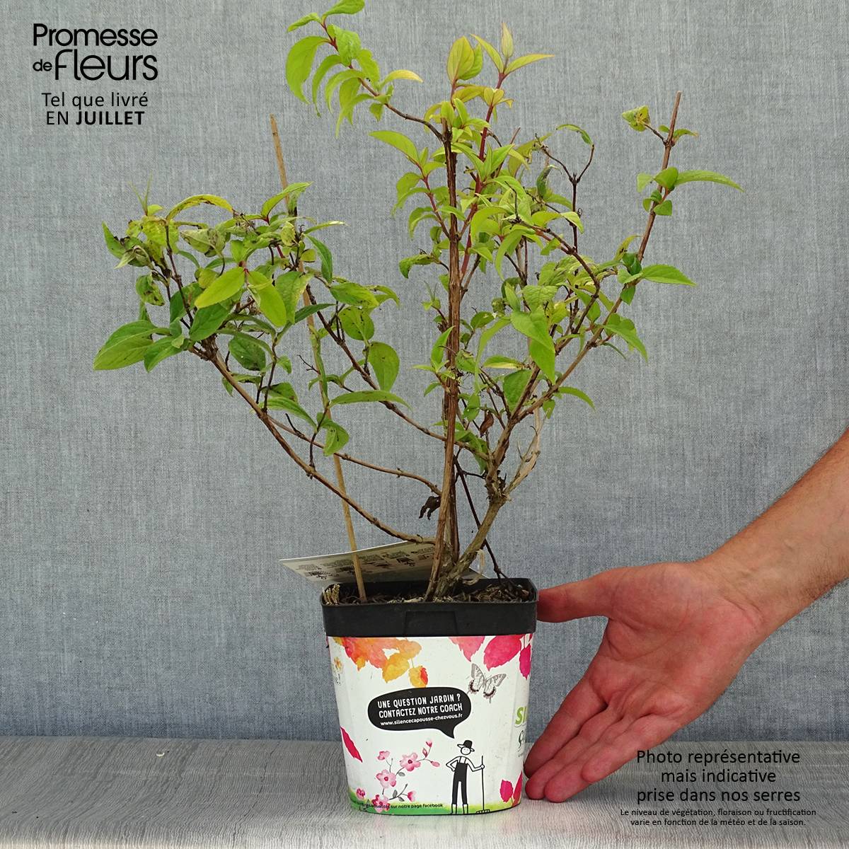 Promesse de Fleurs - Deutzia Tourbillon Rouge Pot de 2L/3L - Image 2