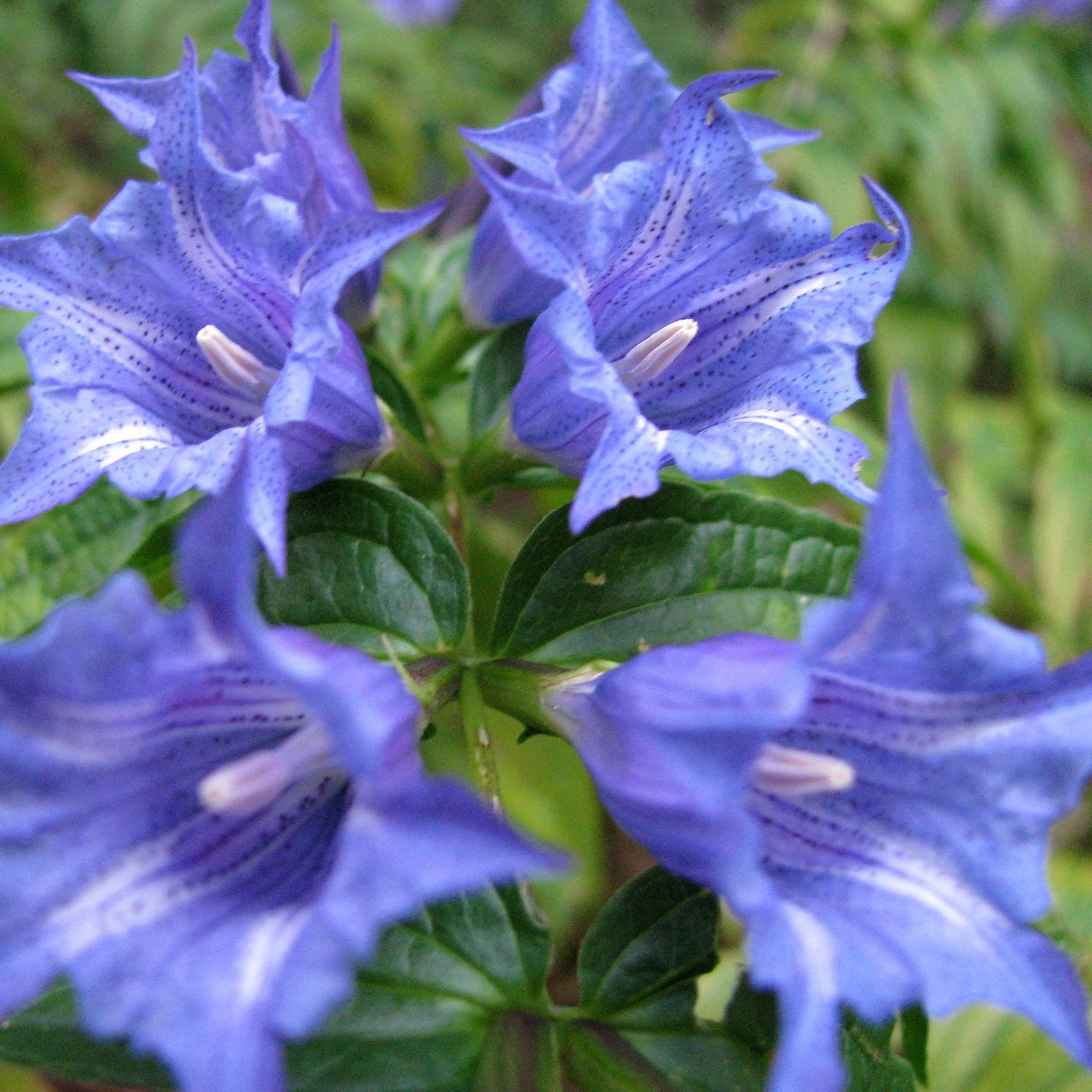 Gentiane asclépiade - Gentiana asclepiadea Godet de 8/9 cm