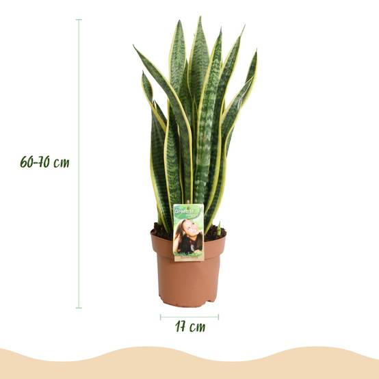 Sanseveria Laurentii - D17 H70cm - Image 4
