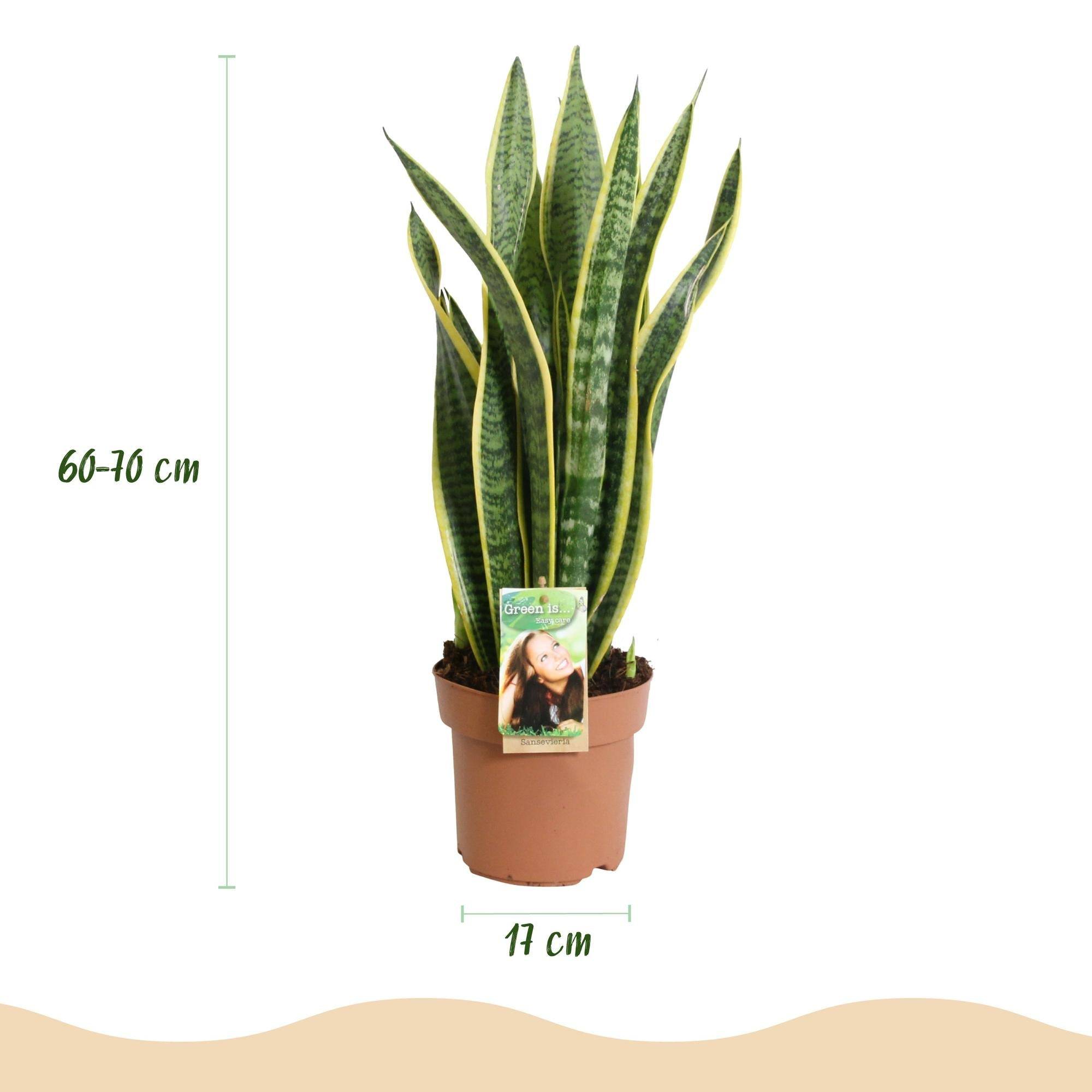 Sanseveria Laurentii - D17 H70cm - Image 4