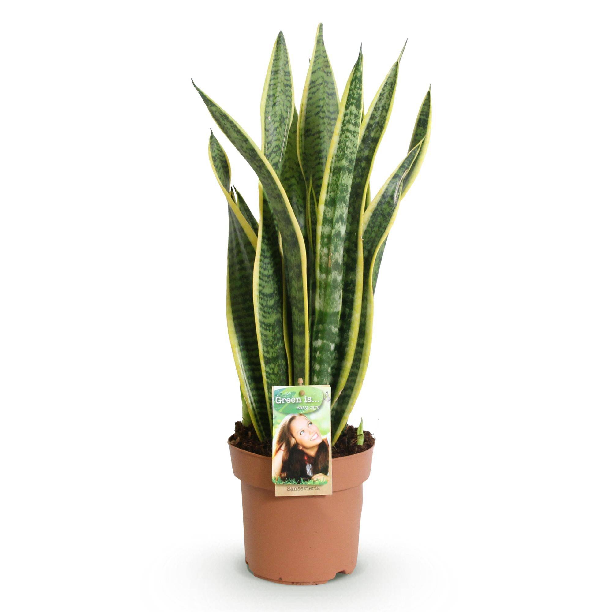 Sanseveria Laurentii - D17 H70cm - Image 3