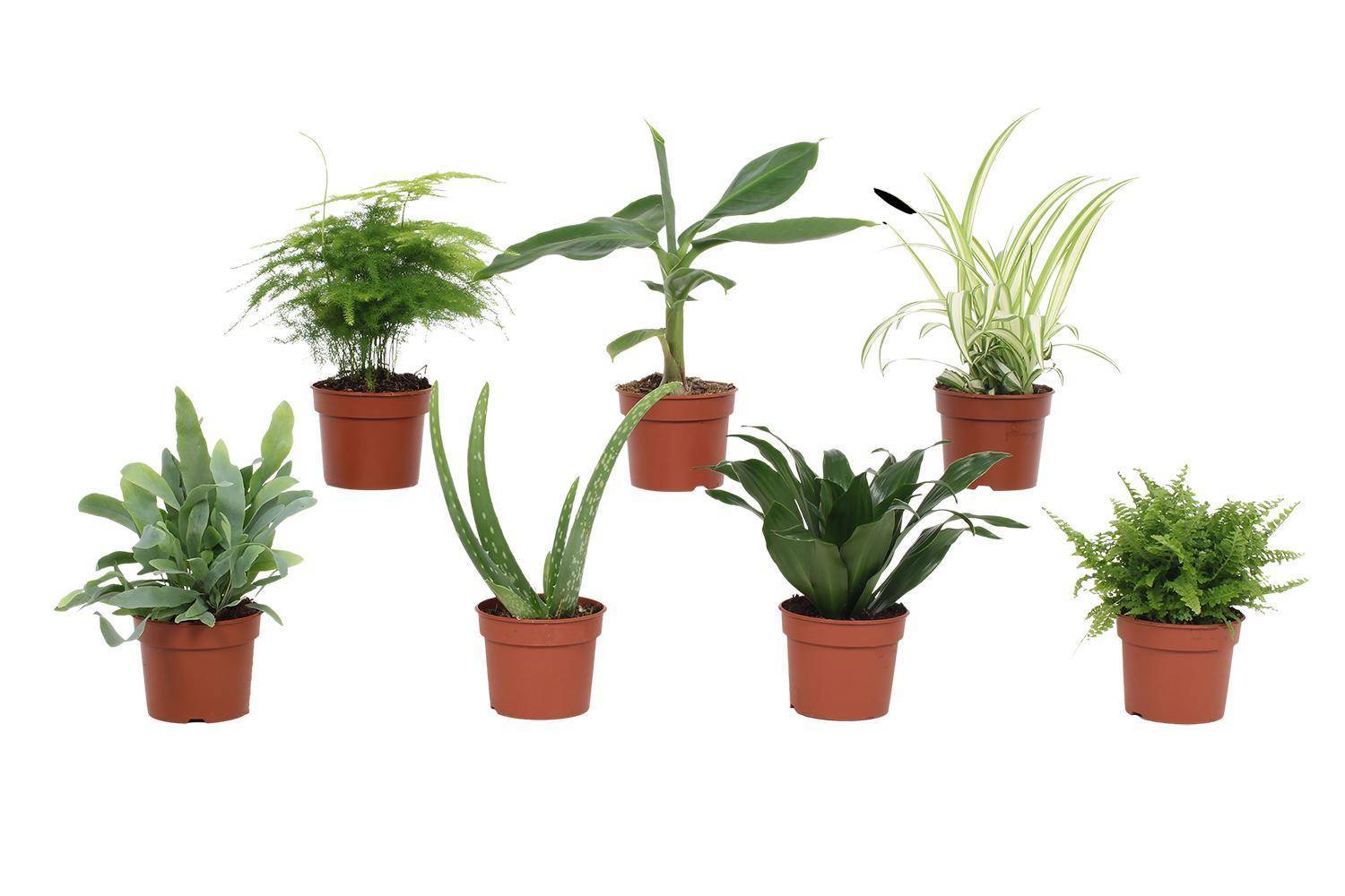 Box - 7 petites plantes d'intérieur incontournables 23cm - Plante d'intérieur- La Green Touch