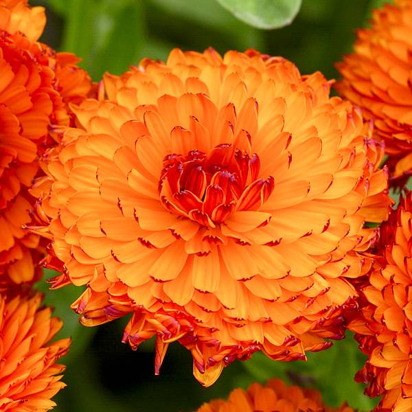 Graines de Calendula officinalis Néon - Souci des Jardins le sachet de 150 graines environ (1g)