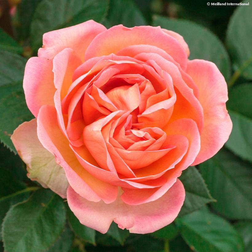 Promesse de Fleurs - Rosier à grandes fleurs Auguste Escoffier Pot de 4L/5L