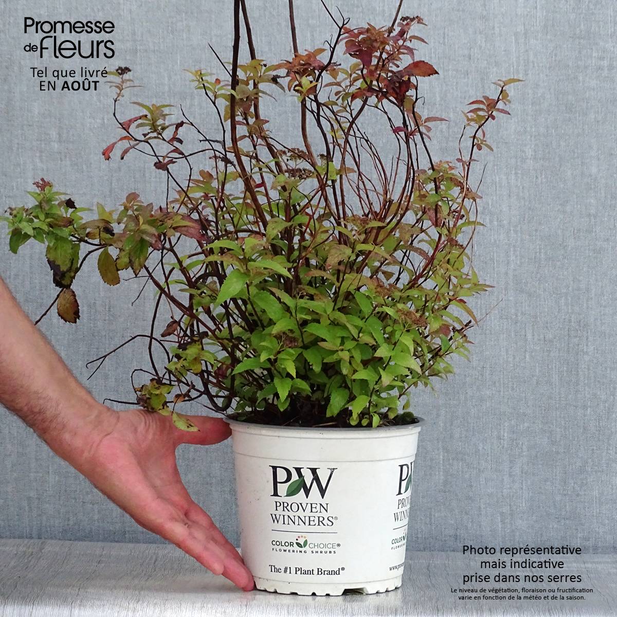 Promesse de Fleurs - Spirée japonaise Double Play Red - Spiraea japonica Pot de 2L/3L - Image 2