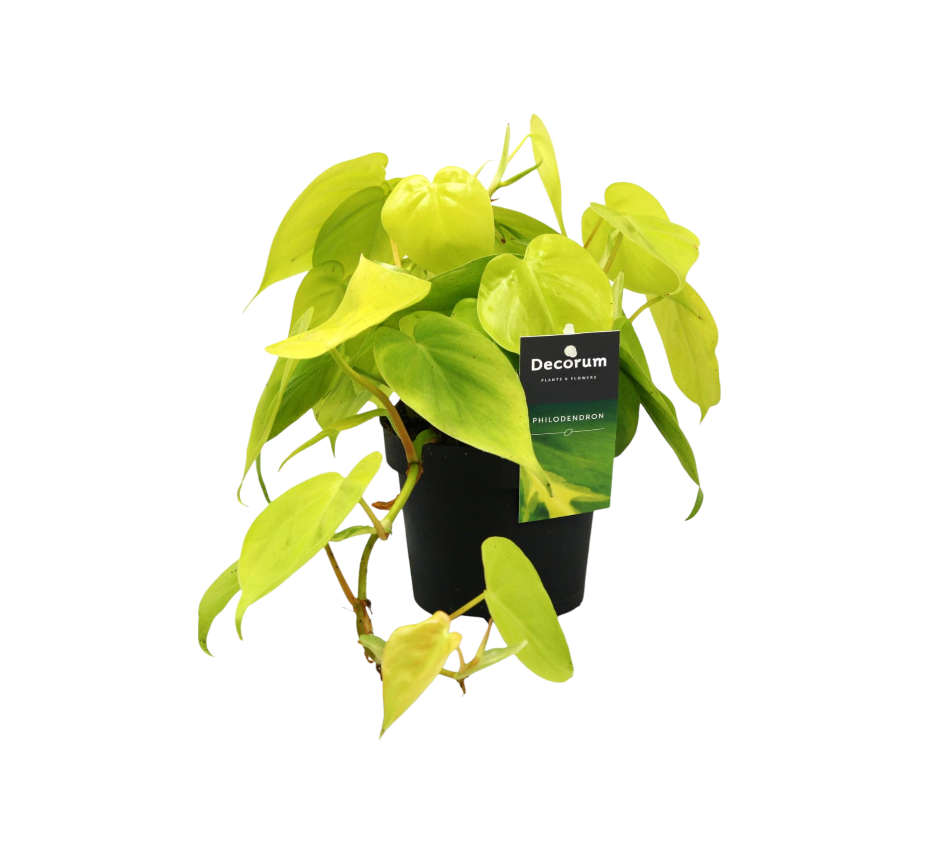 Petit Philodendron Lime 20cm - Plante d'intérieur- La Green Touch - Image 1