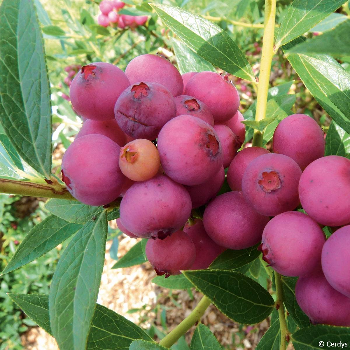 Myrtillier Pink Lemonade - Myrtille rose Pot de 1L/1,5L, Buisson