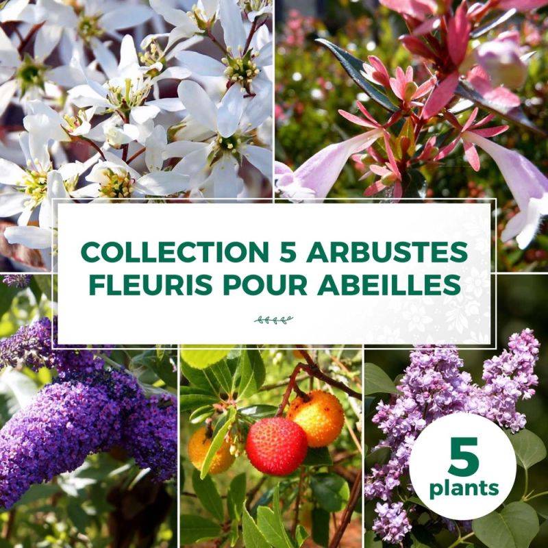 Collection 5 Arbustes Fleuris - Godet - Taille 20/40cm - Pépinières Naudet - Image 1