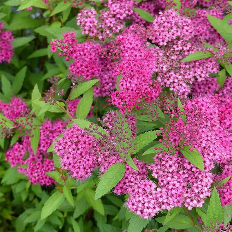 Spirée japonica Anthony Waterer - Spiraea japonaise Pot de 4L/5L - Image 1