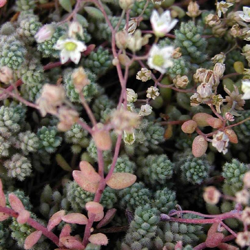 Sedum cyaneum Rosenteppich (Rose carpet) - Orpin de Sakhaline  Godet de 8/9 cm