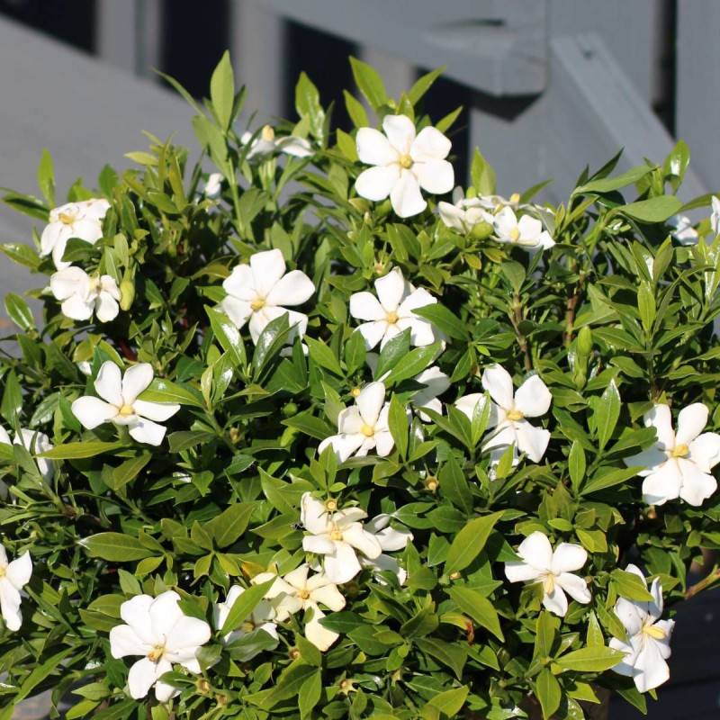 Gardenia Sweet Heart® 'PS-2013-3' à fleurs Blanche/ - feuillage Persistant - Godet - 5/20 cm - Image 2