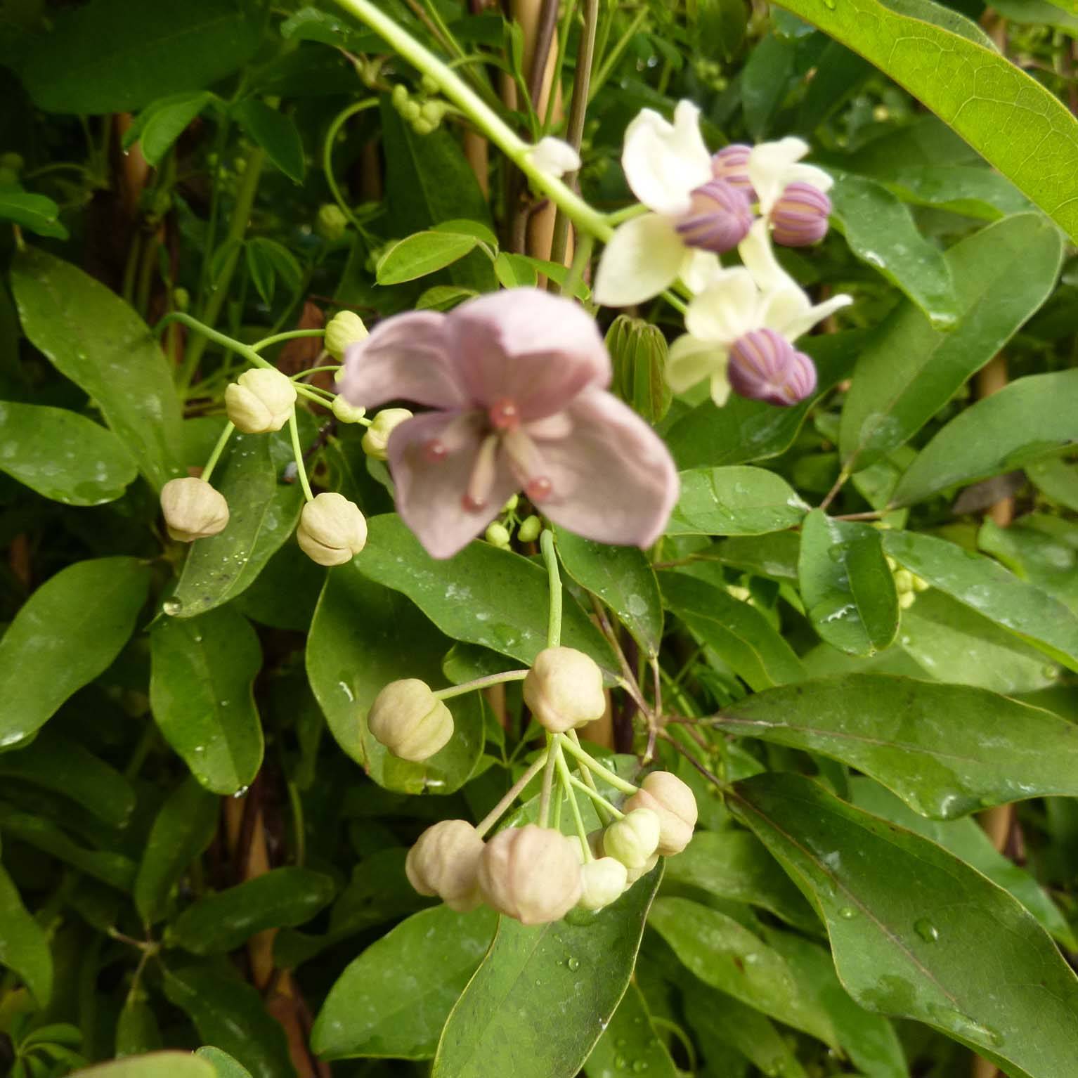 Promesse de Fleurs - Akebia quinata Silver Bells Pot de 2L/3L - Image 1