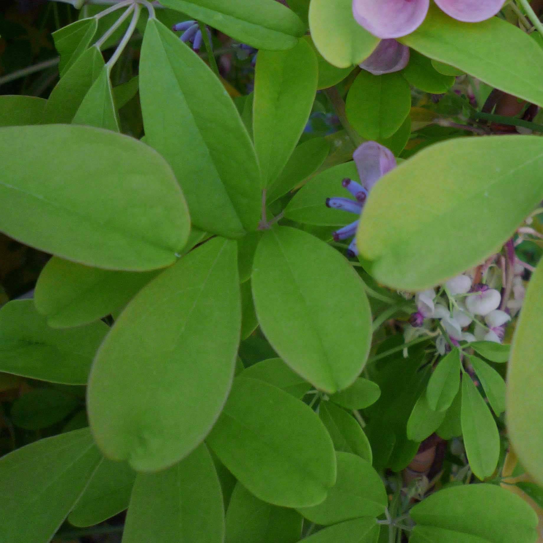 Promesse de Fleurs - Akebia quinata Silver Bells Pot de 2L/3L - Image 3