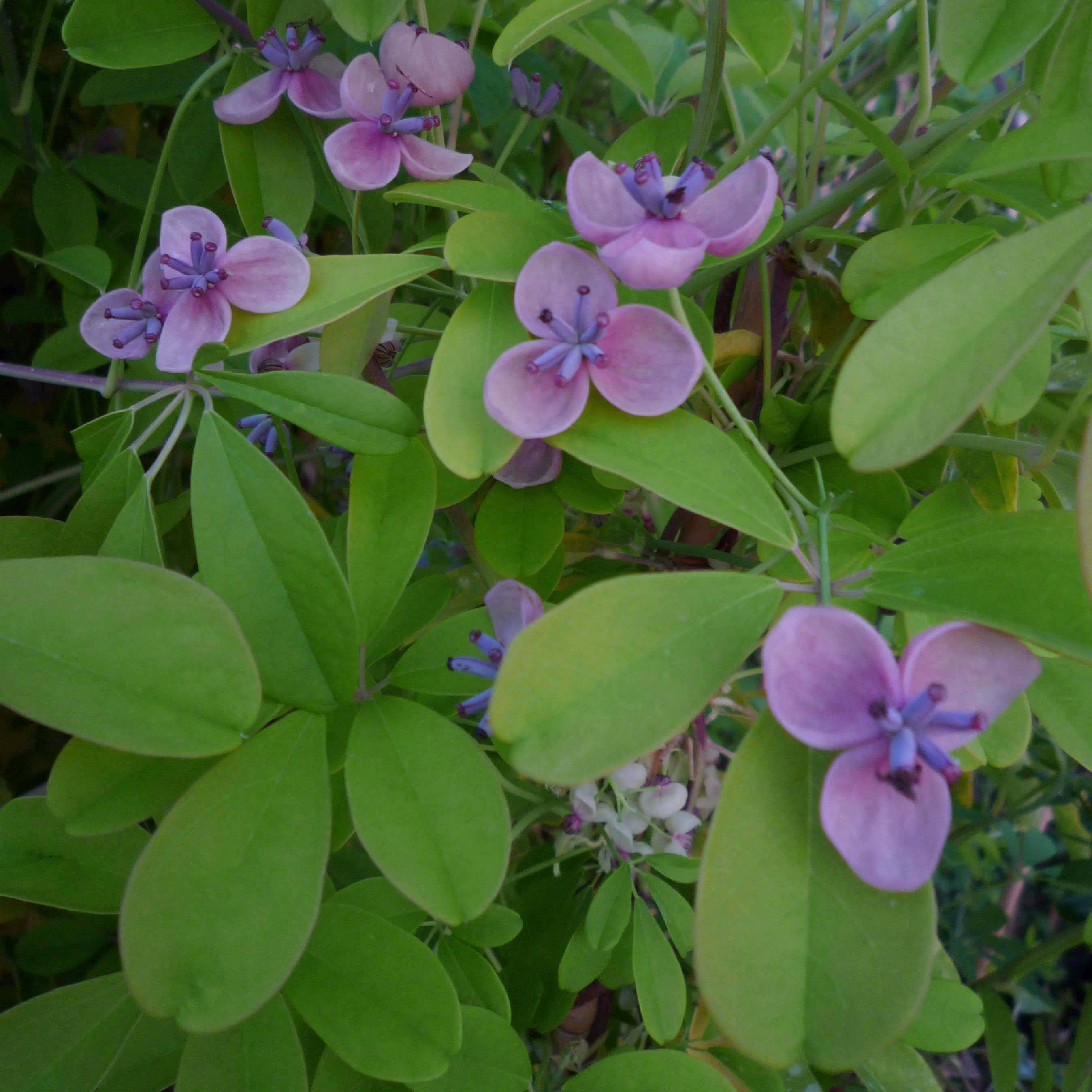 Promesse de Fleurs - Akebia quinata Silver Bells Pot de 2L/3L - Image 2
