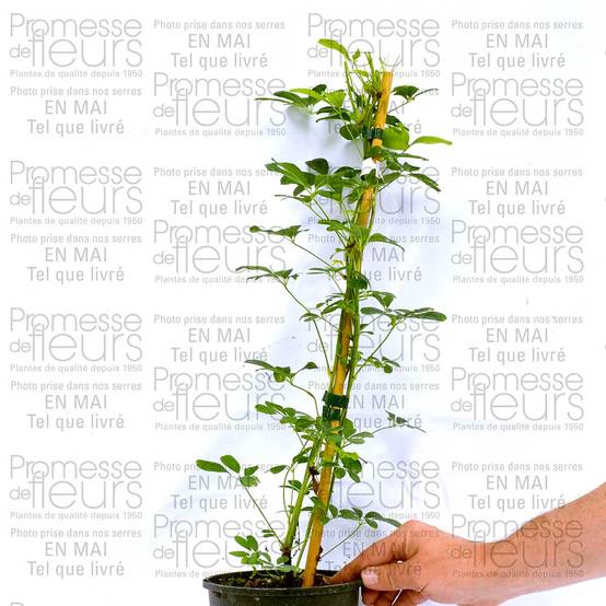 Promesse de Fleurs - Akebia quinata Silver Bells Pot de 2L/3L - Image 4