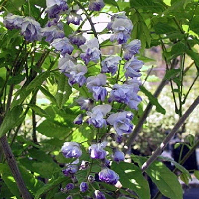 Glycine du Japon Ed's Blue® à fleurs Bleue - feuillage Caduc - Pot de 3L - Echelle bambou 60/120 cm- hauteur à maturité De 5,00 m à 10,00 m - Image 1