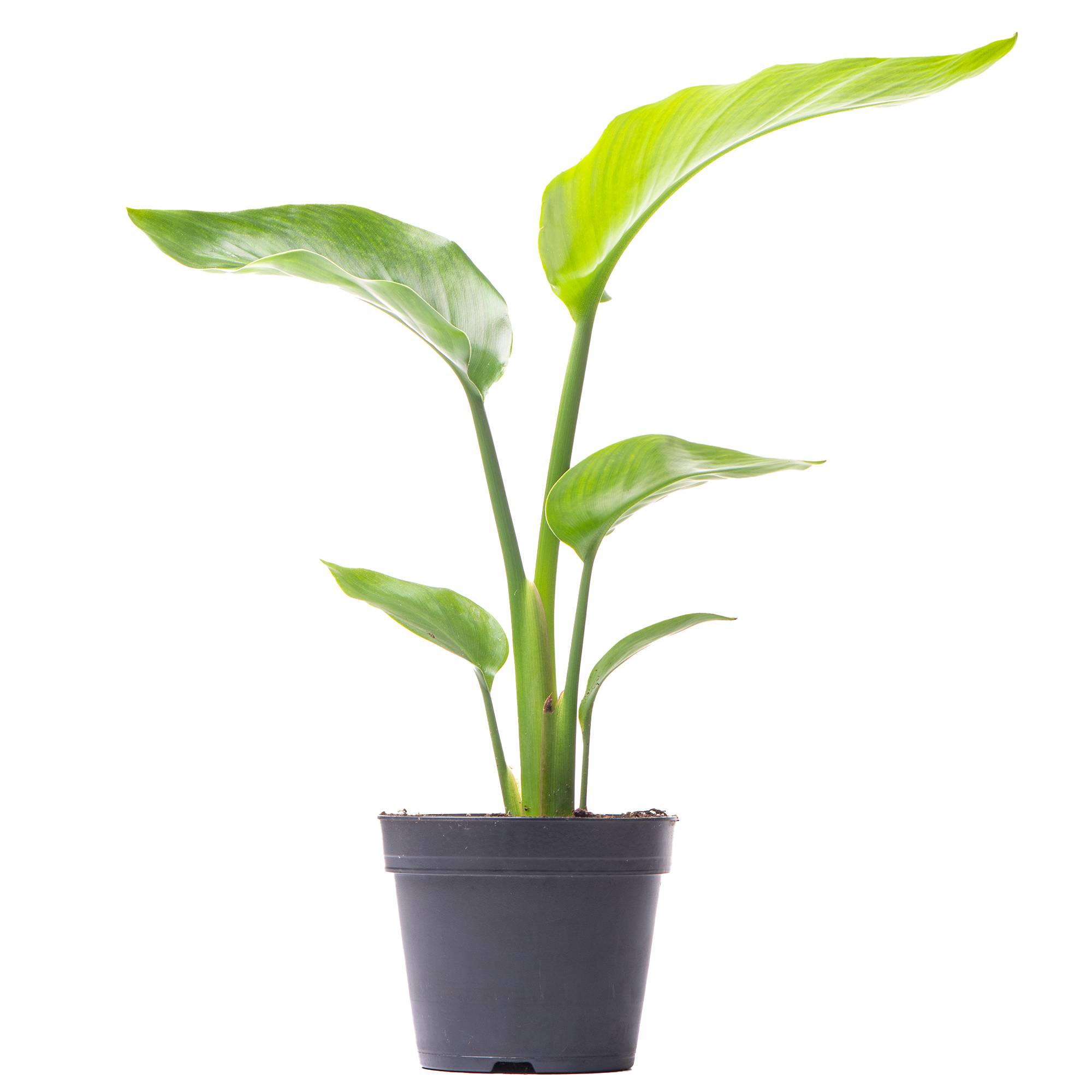 Gardenersdream - Strelitzia Nicolai - Oiseau De Paradis Blanc | Plante D'Intérieur Pour Le Bureau À Domicile (De 35 À 45 Cm) - GardenersDream - Image 1