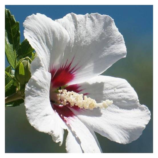 Hibiscus Red Heart, Althéa à fleurs Blanche - feuillage Caduc - Pot de 4L - 60/100 cm- hauteur à maturité De 1,00 m à 1,50 m - Image 1