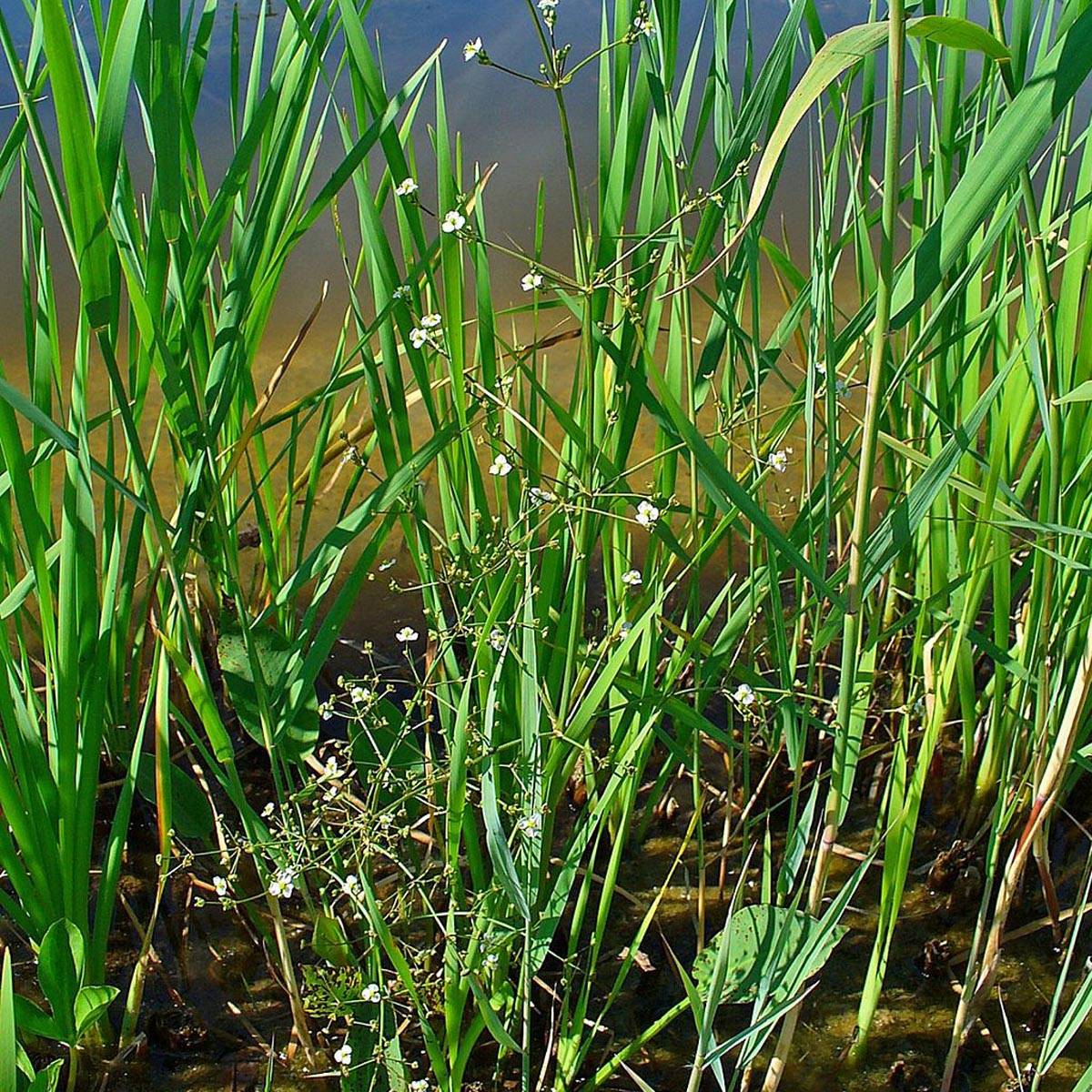 Promesse de Fleurs - Alisma plantago-aquatica - Plantain d'eau commun Godet de 8/9 cm