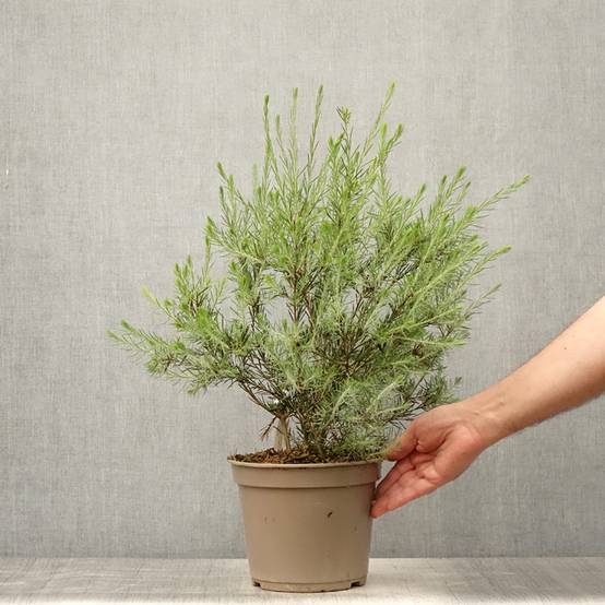 Promesse de Fleurs - Callistemon pityoides Widdicomb Gem - Rince-bouteille Pot de 4L/5L - Image 2