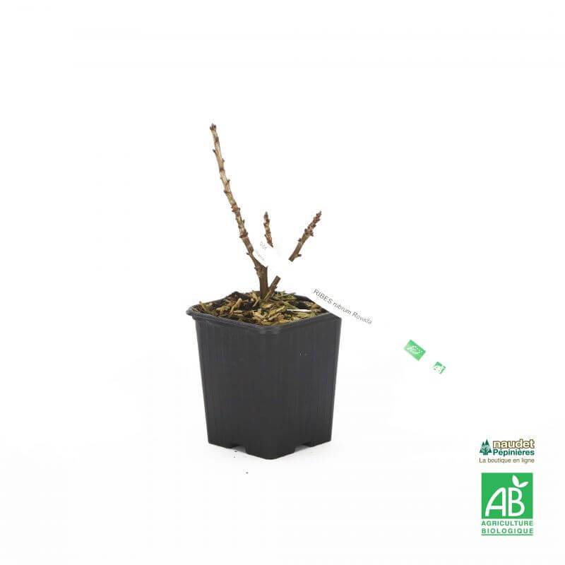 Groseillier à grappes 'Rovada' BIO (Ribes rubrum 'Rovada') - Godet 9cm - Pépinières Naudet - Image 3