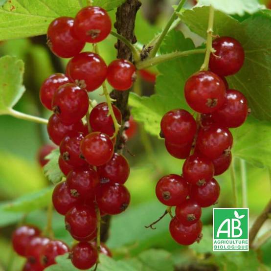 Groseillier à grappes 'Rovada' BIO (Ribes rubrum 'Rovada') - Godet 9cm - Pépinières Naudet - Image 2