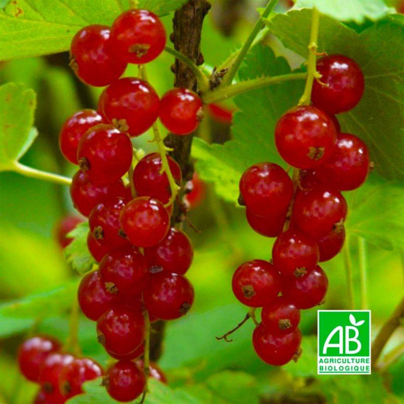 Groseillier à grappes 'Rovada' BIO (Ribes rubrum 'Rovada') - Godet 9cm - Pépinières Naudet - Image 1
