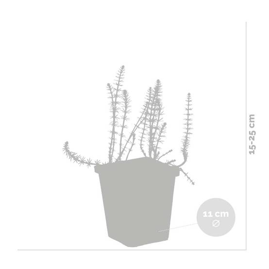 Lot de 2 - Hippuris Vulgaris - Hippuride - Plantes de bassin - H. 10-20 cm - P. 11 cm - Image 3